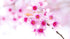 Pink Sakura Flowers - Paint with Diamonds